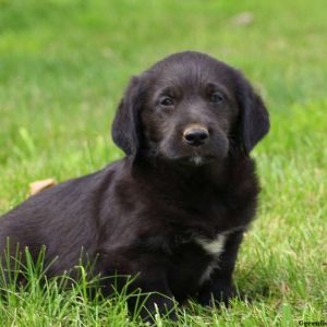 Troy, Labradoodle-Miniature Puppy