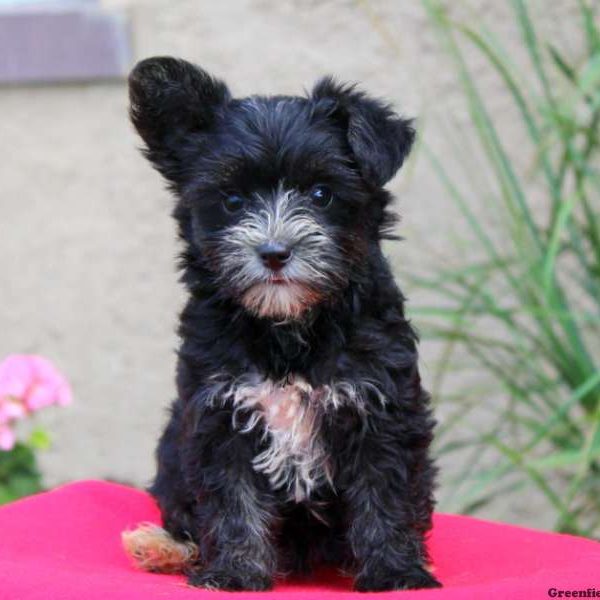 Trudy, Yorkie Mix Puppy