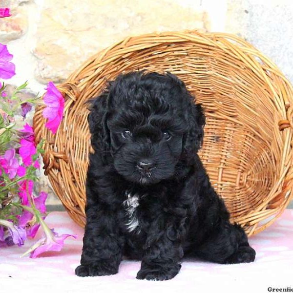 Trusty, Cockapoo Puppy