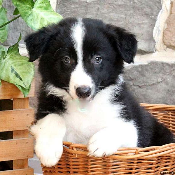 Trusty, Border Collie Puppy