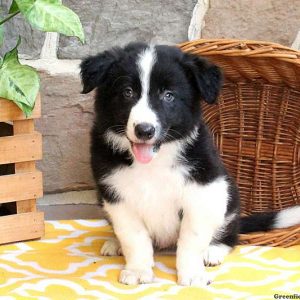 Trusty, Border Collie Puppy