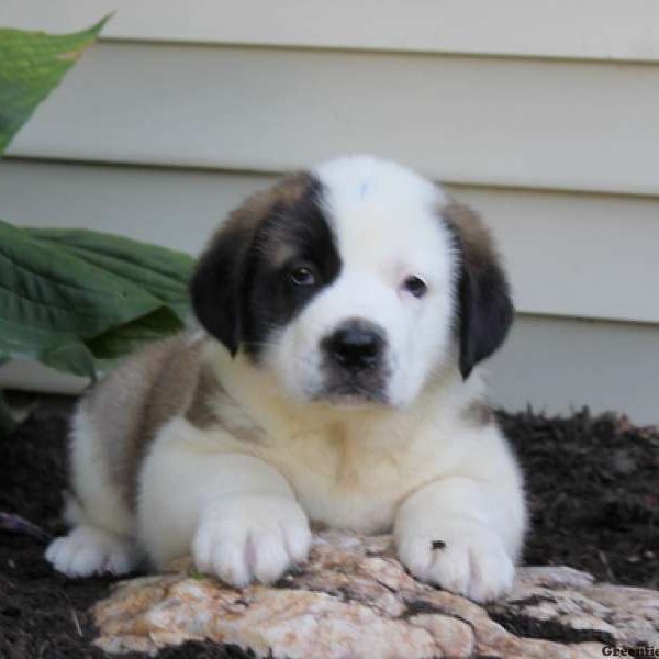 Tucker, Saint Bernard Puppy