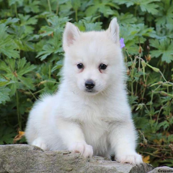 Tucker, Pomsky Puppy