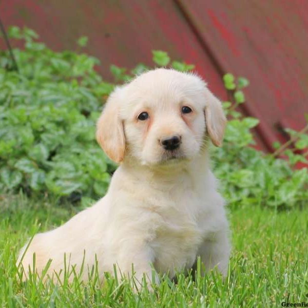 Tucker, Labradoodle-Miniature Puppy