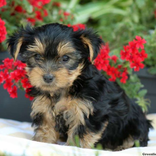 Tucker, Yorkshire Terrier Puppy