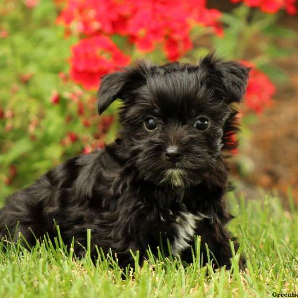 Tucker, Yorkie-Chon Puppy