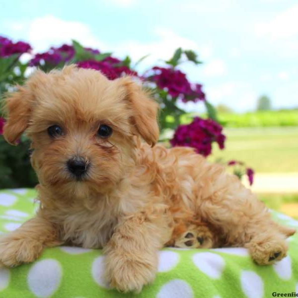 Tucker, Miniature Poodle Mix Puppy