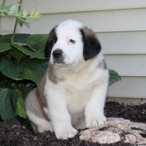 Tucker, Saint Bernard Puppy