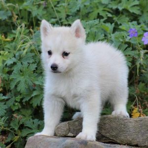 Tucker, Pomsky Puppy