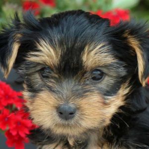 Tucker, Yorkshire Terrier Puppy