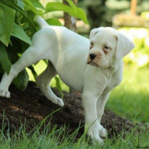 Tucker, Boxer Puppy