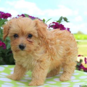 Tucker, Miniature Poodle Mix Puppy