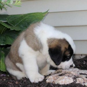 Tucker, Saint Bernard Puppy