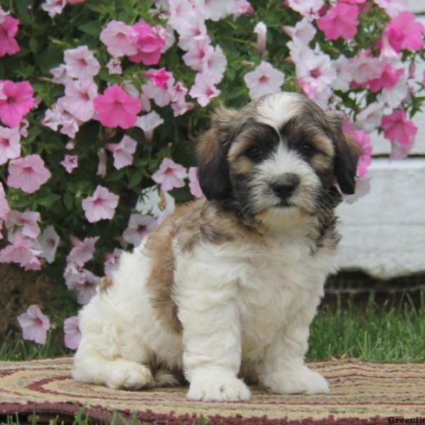 Tuffy, Shih Tzu Mix Puppy