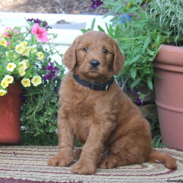 Tuffy, Goldendoodle Puppy