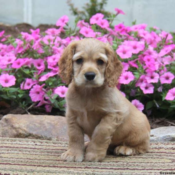 Tuffy, Cocker Spaniel Puppy