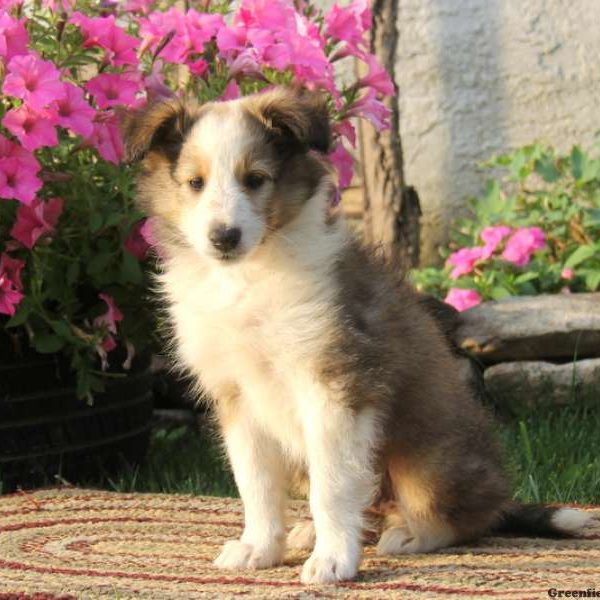 Tuffy, Shetland Sheepdog Puppy