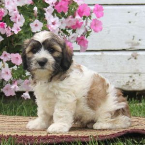 Tuffy, Shih Tzu Mix Puppy