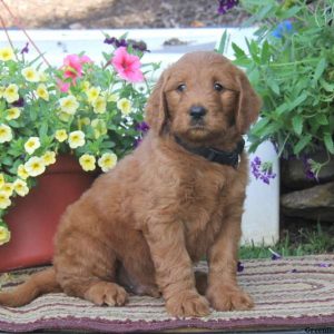 Tuffy, Goldendoodle Puppy