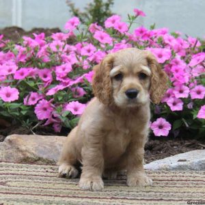 Tuffy, Cocker Spaniel Puppy