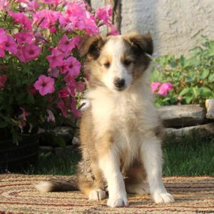 Tuffy, Shetland Sheepdog Puppy