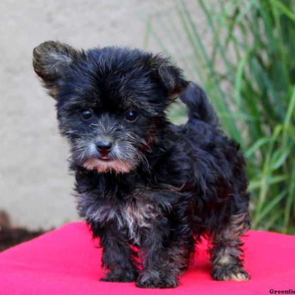 Tulip, Yorkie Mix Puppy