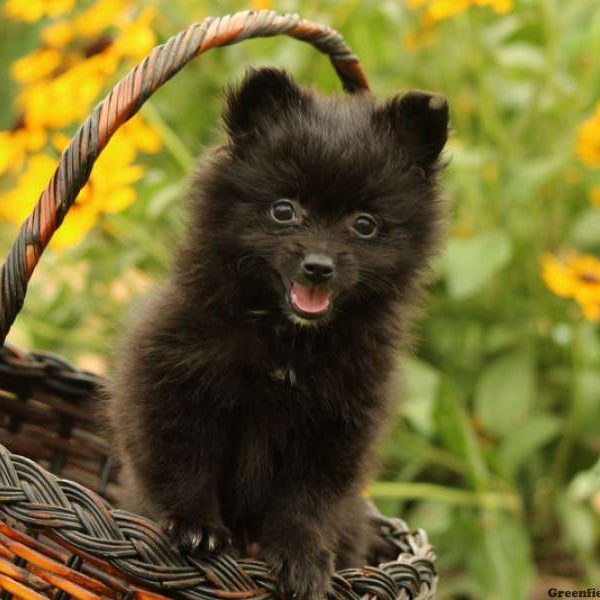 Tulip, Pomeranian Puppy