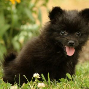 Tulip, Pomeranian Puppy