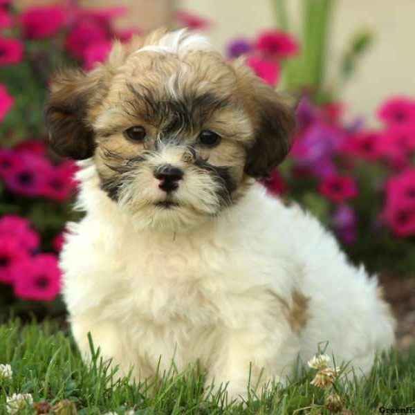 Tumeric, Shichon / Teddy Bear Puppy