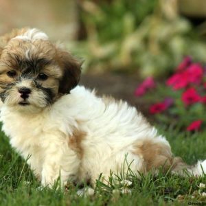 Tumeric, Shichon / Teddy Bear Puppy