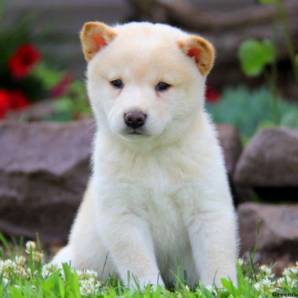 Turbo, Shiba Inu Puppy