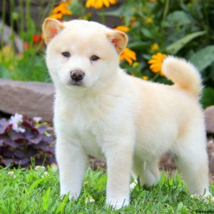 Turbo, Shiba Inu Puppy