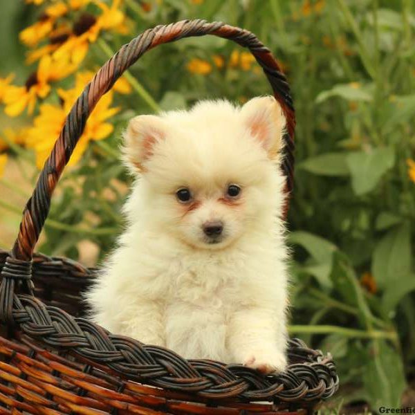 Tux, Pomeranian Puppy