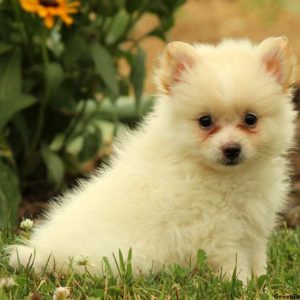 Tux, Pomeranian Puppy