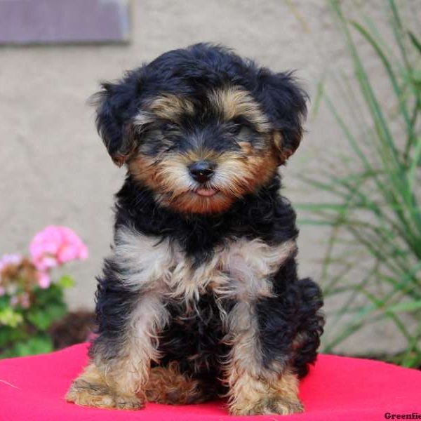 Twain, Yorkie Mix Puppy