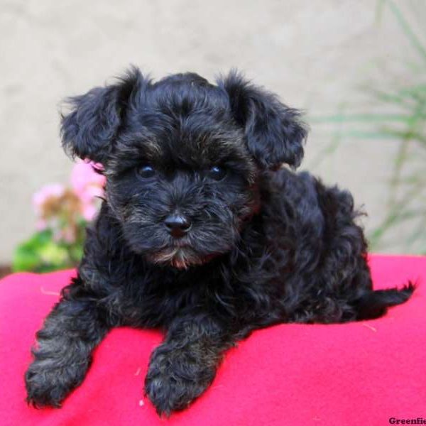 Twilight, Yorkie Mix Puppy