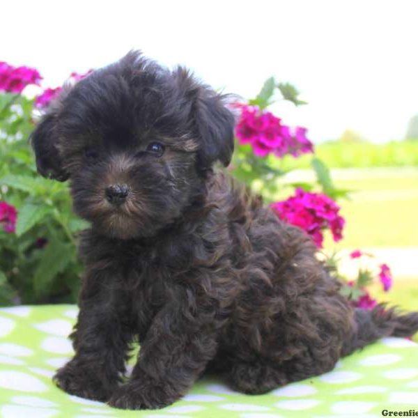 Twilight, Miniature Poodle Mix Puppy