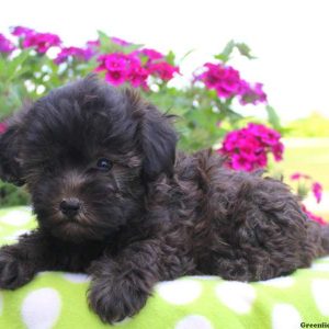 Twilight, Miniature Poodle Mix Puppy