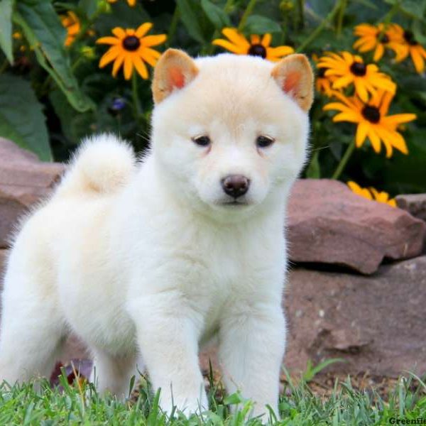 Twinkle, Shiba Inu Puppy