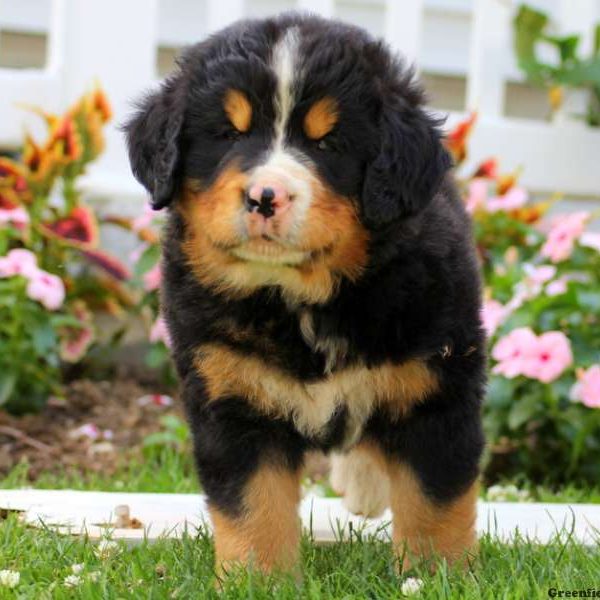 Twinkle, Bernese Mountain Dog Puppy