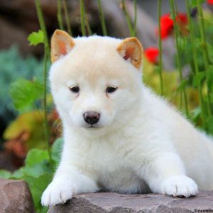 Twinkle, Shiba Inu Puppy