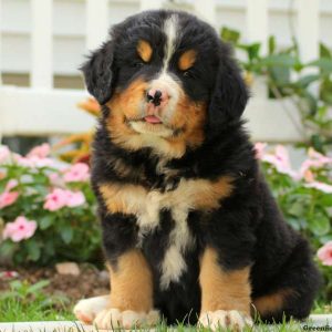 Twinkle, Bernese Mountain Dog Puppy