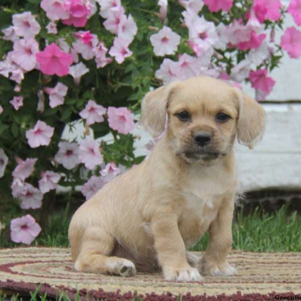 Tyler, Shih Tzu Mix Puppy