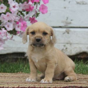 Tyler, Shih Tzu Mix Puppy