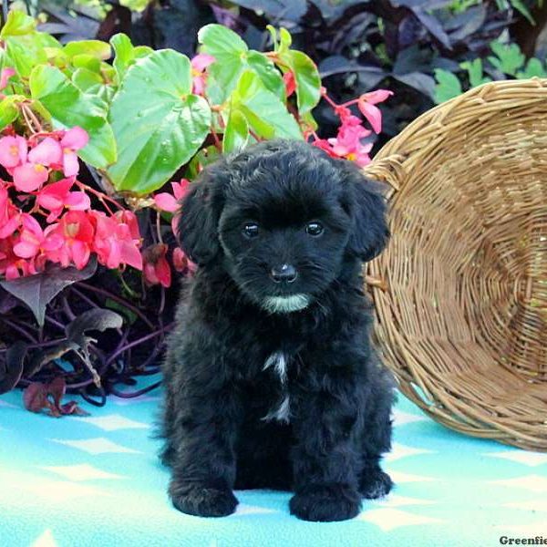 Tylor, Miniature Poodle Mix Puppy