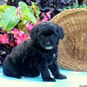 Tylor, Miniature Poodle Mix Puppy