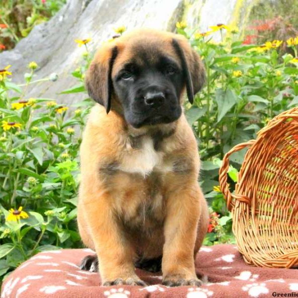 Tyson, English Mastiff Puppy