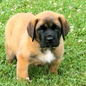 Tyson, English Mastiff Puppy