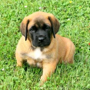 Tyson, English Mastiff Puppy