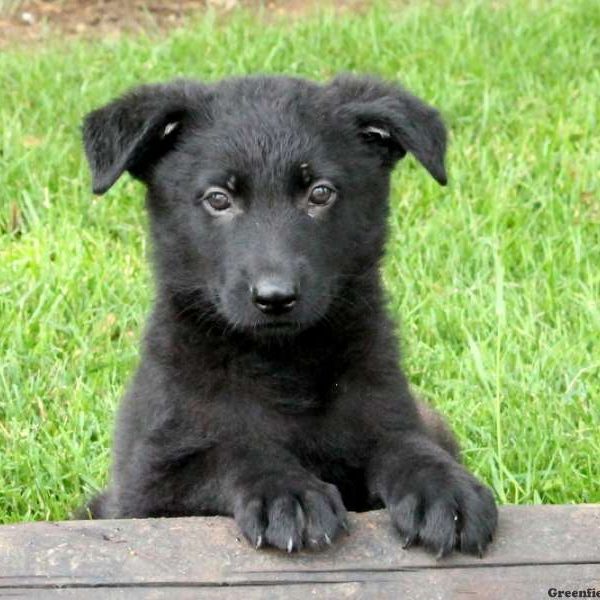 Udell, German Shepherd Puppy